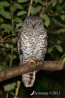 powerful owl 7164