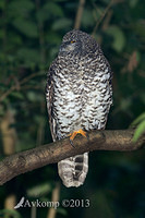 powerful owl 7167