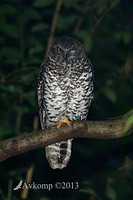 powerful owl 7170