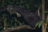 powerful owl 7172