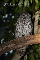 powerful owl 7174