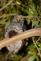 powerful owl 7186