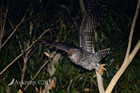 powerful owl 7189