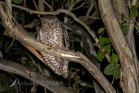 powerful owl 7285