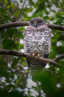 powerful owl 7325