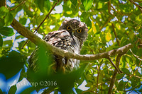 powerful owl 7348