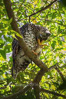 powerful owl 7368