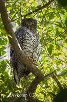 powerful owl 7379