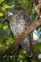 powerful owl 7585