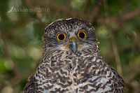 powerful owl 7612