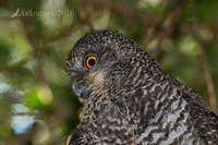 powerful owl 7613