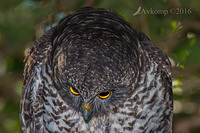 powerful owl 7617