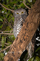 powerful owl 7666