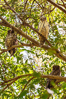 powerful owl 9766