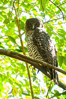 powerful owl 9993