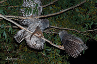 powerful owls 2 males fighting