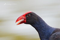 purple swamphen 0328