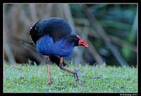 purple swamphen 0369