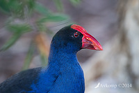 purple swamphen 16787