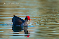 purple swamphen 16803