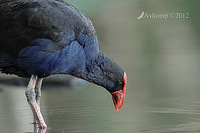 purple swamphen 4779