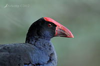 purple swamphen 4781