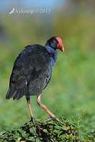 purple swamphen 6052