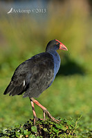 purple swamphen 6054