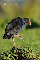 purple swamphen 6060