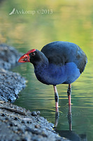 purple swamphen 6069