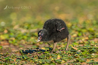 purple swamphen 9423