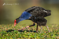 purple swamphen 9428