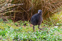 purple swamphen 9708