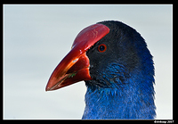 purple swamphen