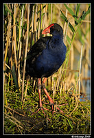 purple swamphen3440 001