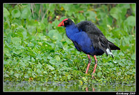 purple swamphen3704