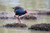 purple swamphen5536