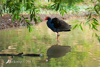 purple swamphen9799