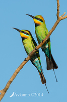 rainbow bee eater 18476