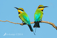 rainbow bee eater 18514