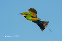 rainbow bee eater 18649