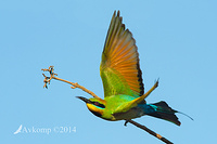 rainbow bee eater 18682