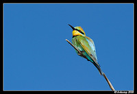 rainbow bee eater 3146