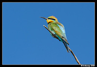 rainbow bee eater 3147