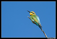 rainbow bee eater 3148