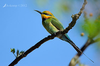 rainbow bee eater 4519