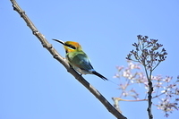 rainbow bee eater 4531