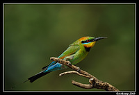 rainbow bee eater 4930