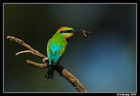 rainbow bee eater 4931