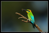 rainbow bee eater 4935